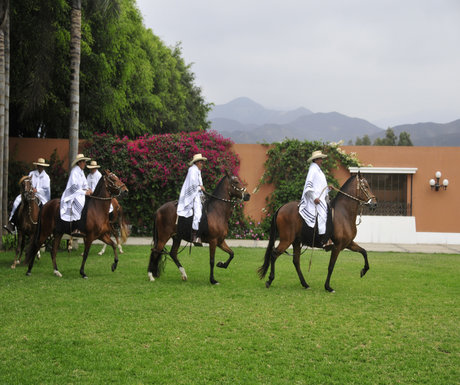 Peru Paso Horse