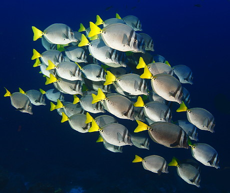 Galapagos fish school