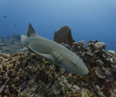 Nurse shark in waters off South Africa