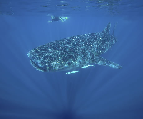 Whale shark off Ningaloo Reef