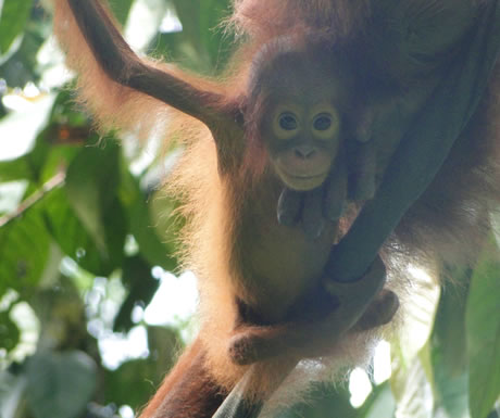 Infant orangutan at Sepilok, Malaysian Borneo