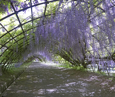 Wisteria tunnel at the Kawachi Fuji Garden in Kitakyushu, Japan