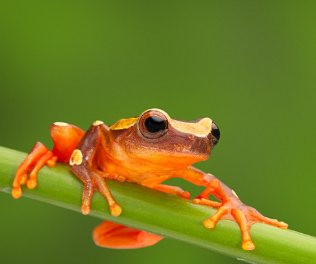 Frog in the Peruvian Amazon